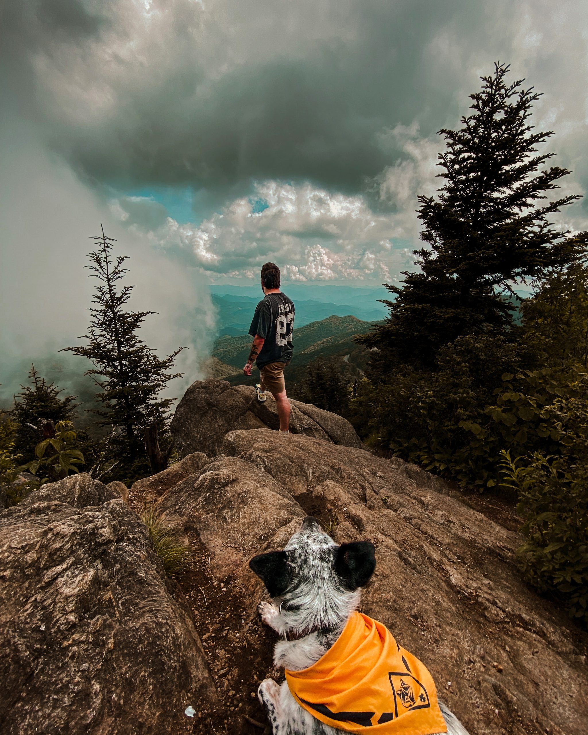 Training session with The Canine Nexus