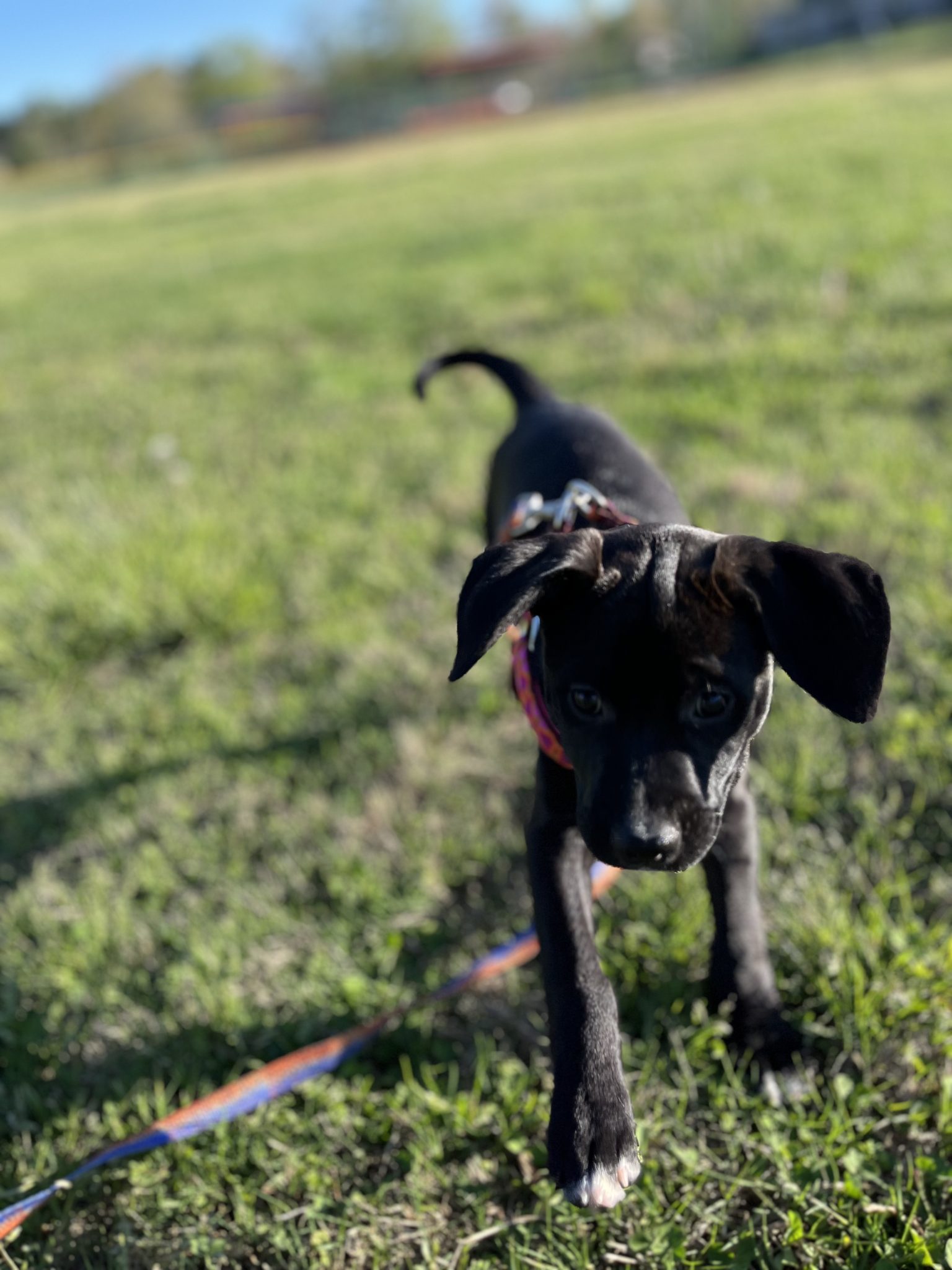 Puppy training and socialization in Asheville NC and Waynesville NC