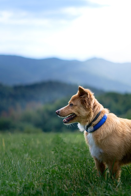 dog, mountain, forest, meadow, pet, sky, animal, nature