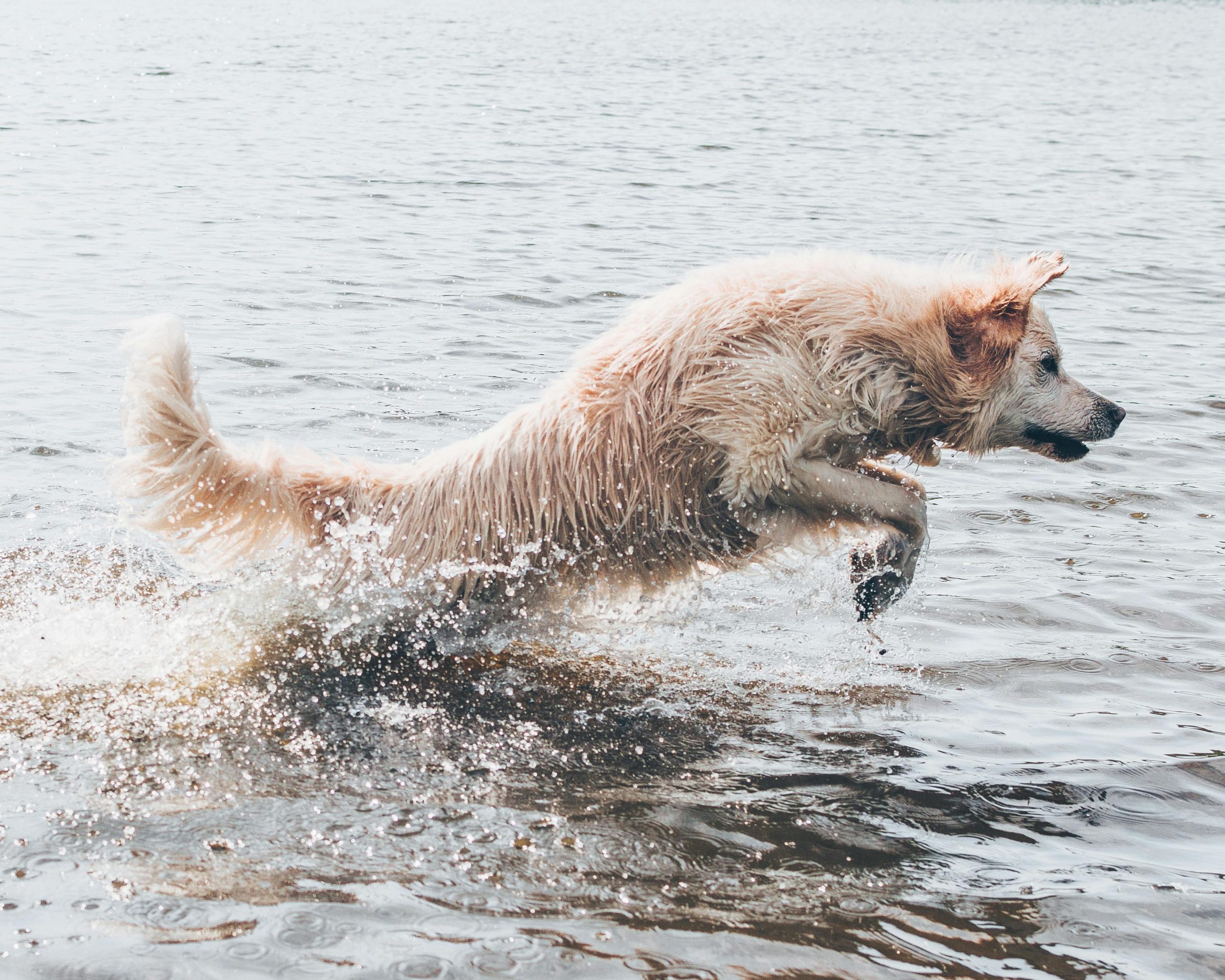 A playful dog jumps energetically through the water on a sunny beach day.