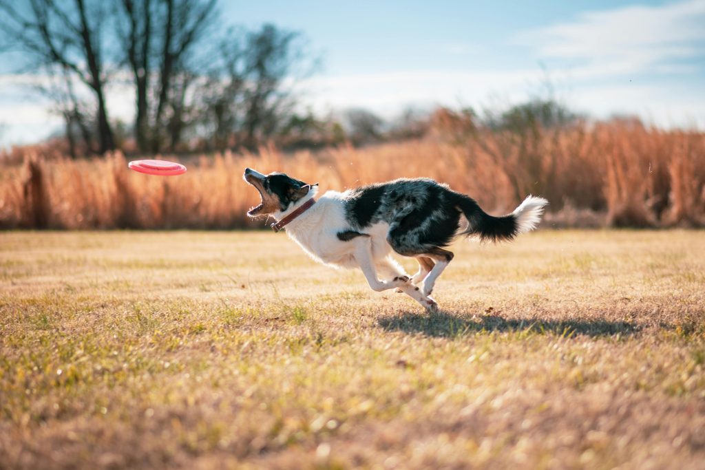 A border collie actively chasing a frisbee in a sunlit grassy field, showcasing agility and playfulness.