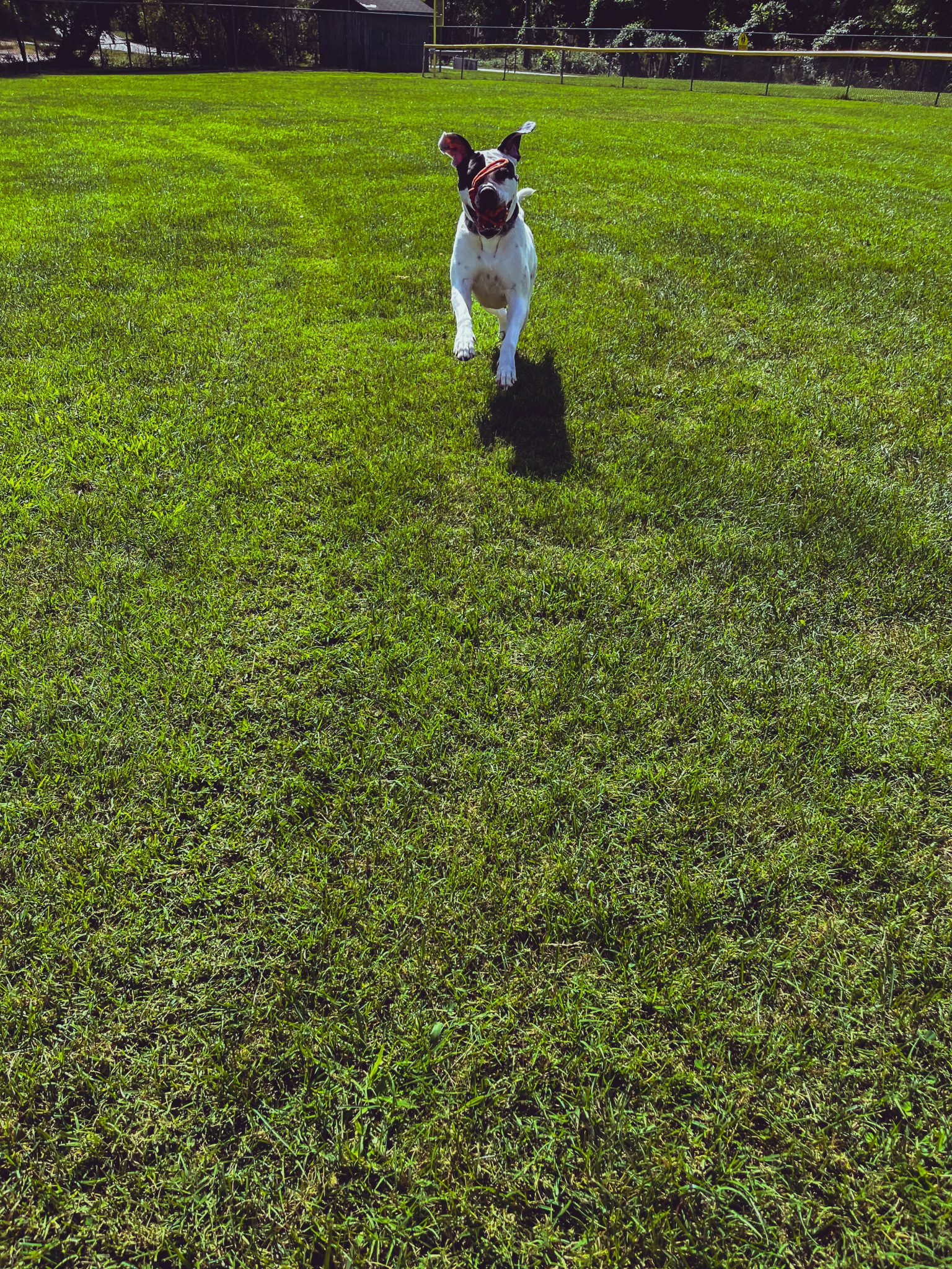 Trainer working with dog on behavior modification in Asheville, NC
