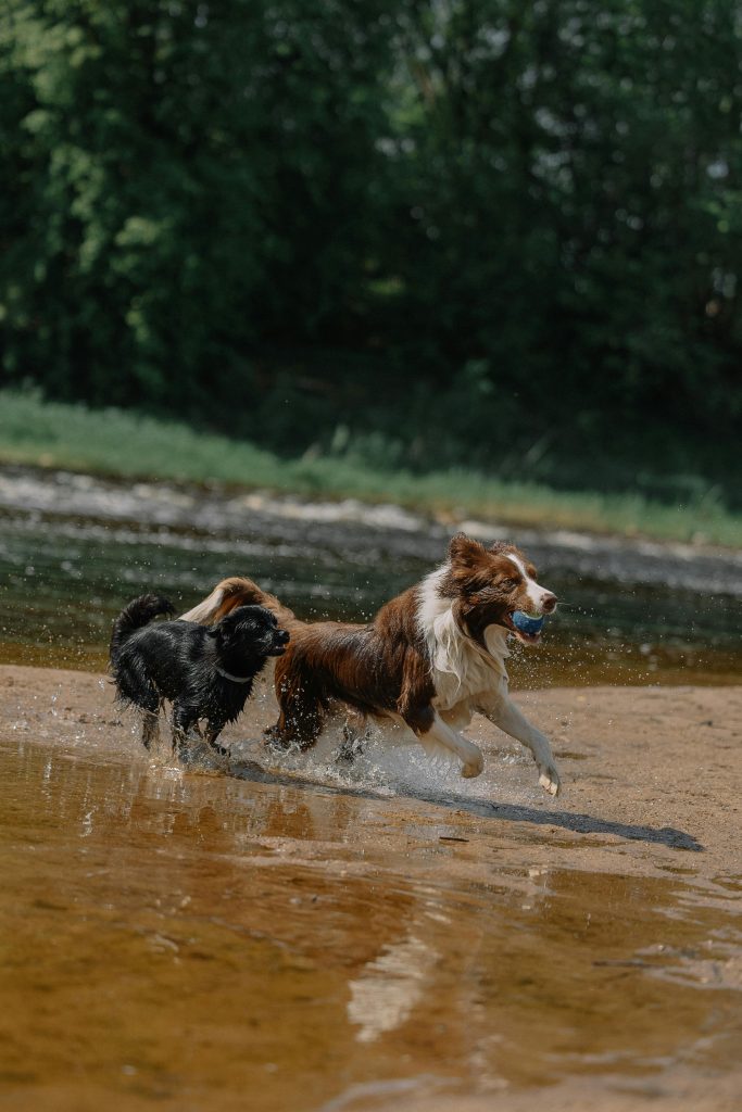 Two dogs joyfully playing and running by the water's edge on a sunny day.