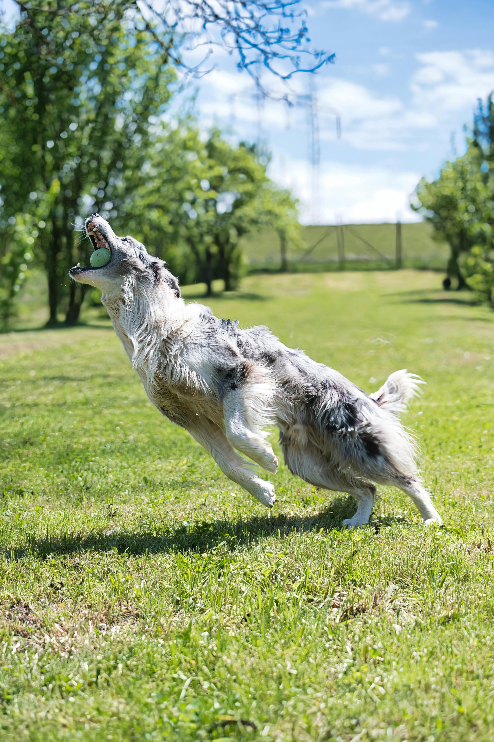 Energetic Border Collie leaping to catch a ball in a sunlit grassy field.