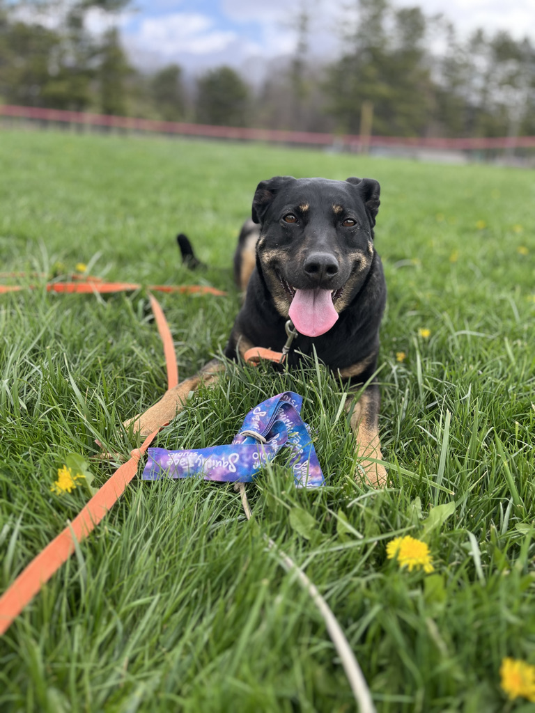 Private dog training with The Canine Nexus