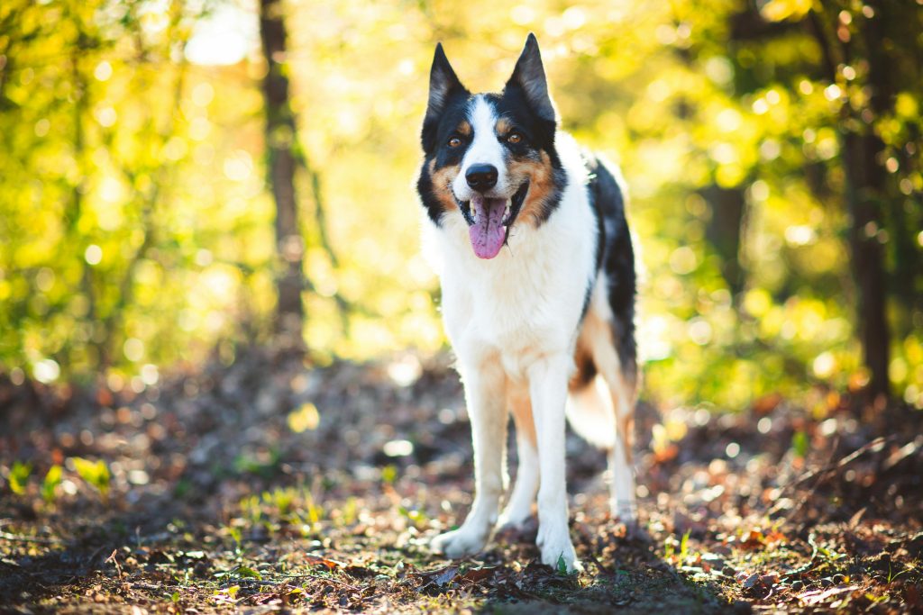 Happy border collie dog panting in a sunlit autumn forest setting.