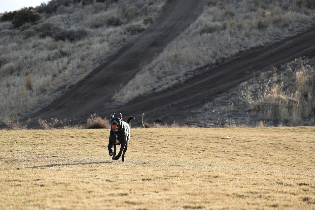 A black dog energetically runs across a dry grassy field with a red ball in its mouth.