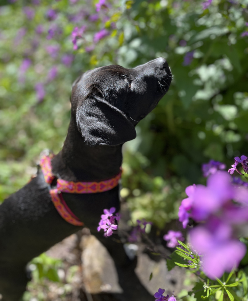 Puppy development training session