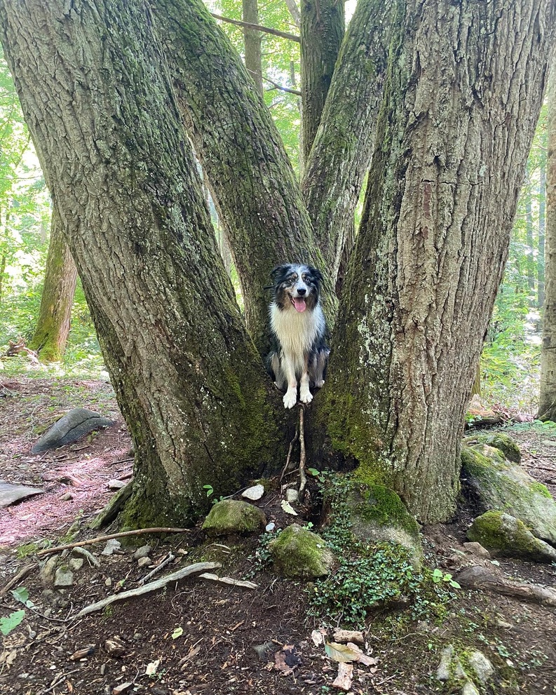 Dog prepared for an active real-world lifestyle