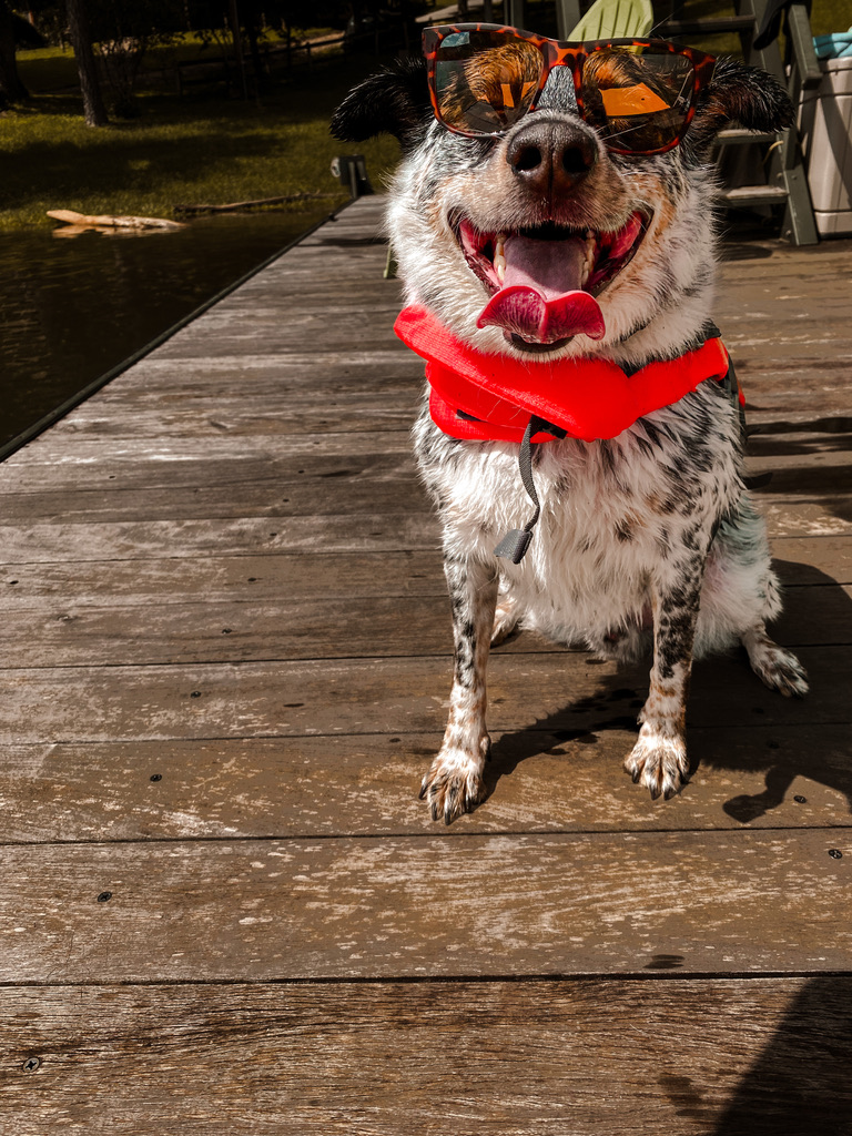 Professional dog training in the mountains of Western North Carolina