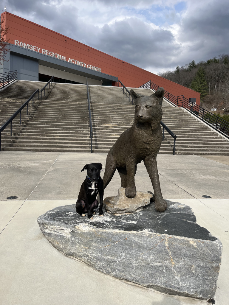 Dog training in a real-world public environment