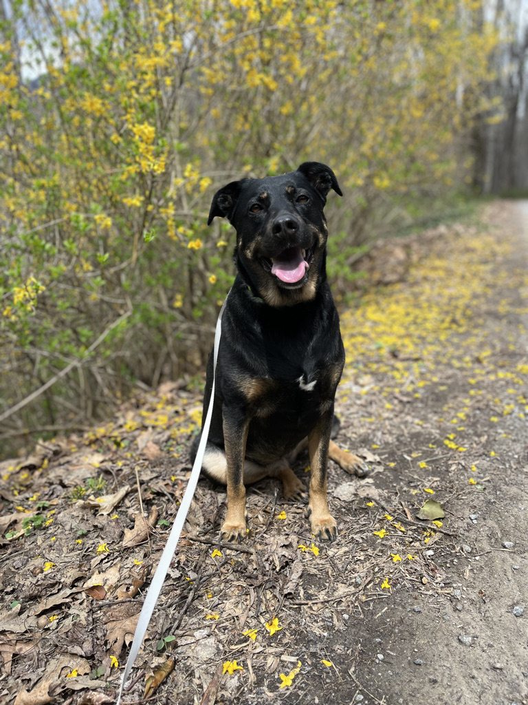 Private dog training with The Canine Nexus