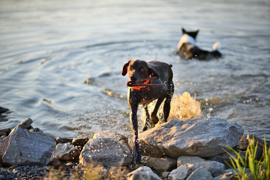 German Shorthaired Pointer eagerly fetching a stick by a lakeside, creating a splash of water.