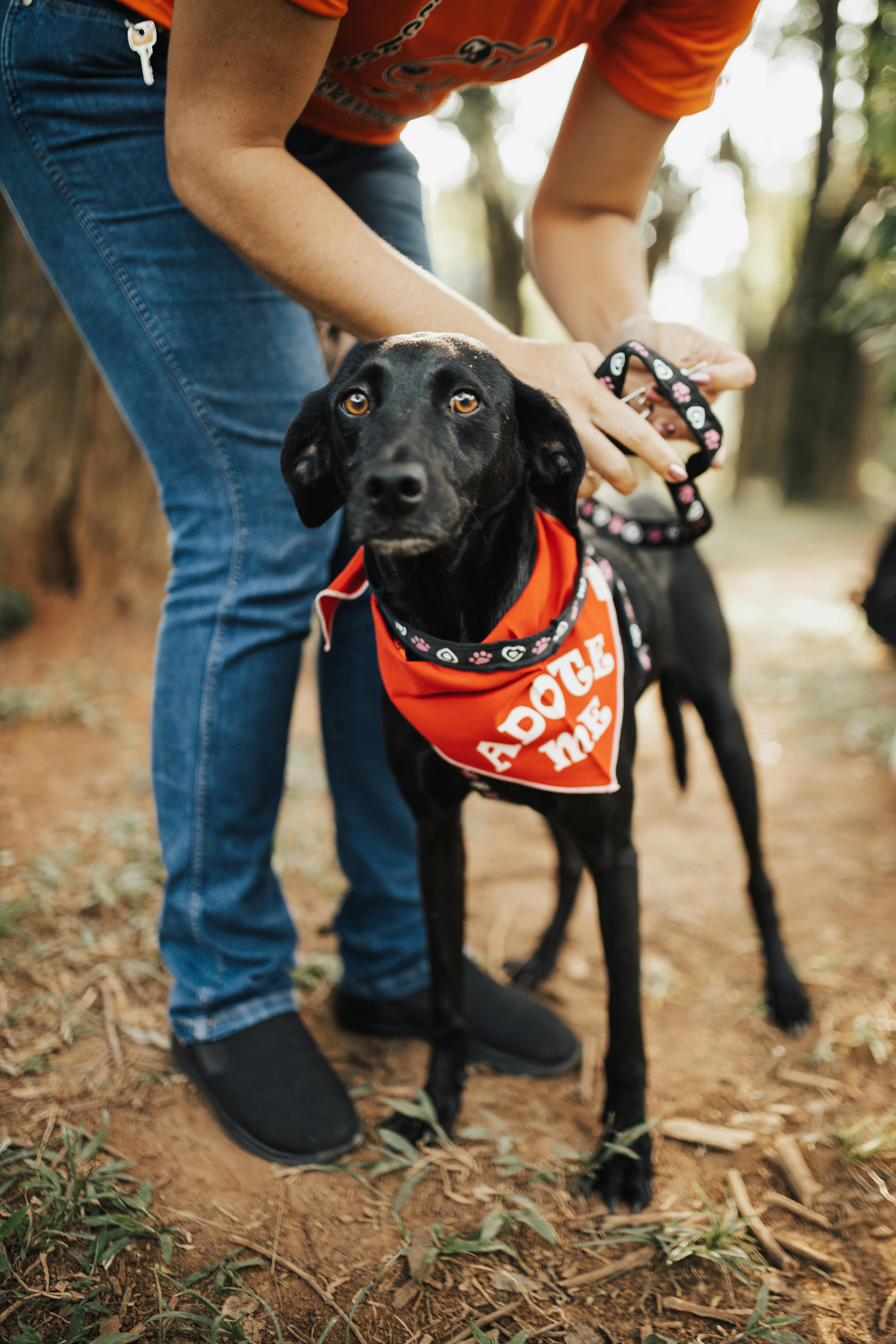 Shelter dog working calmly with handler