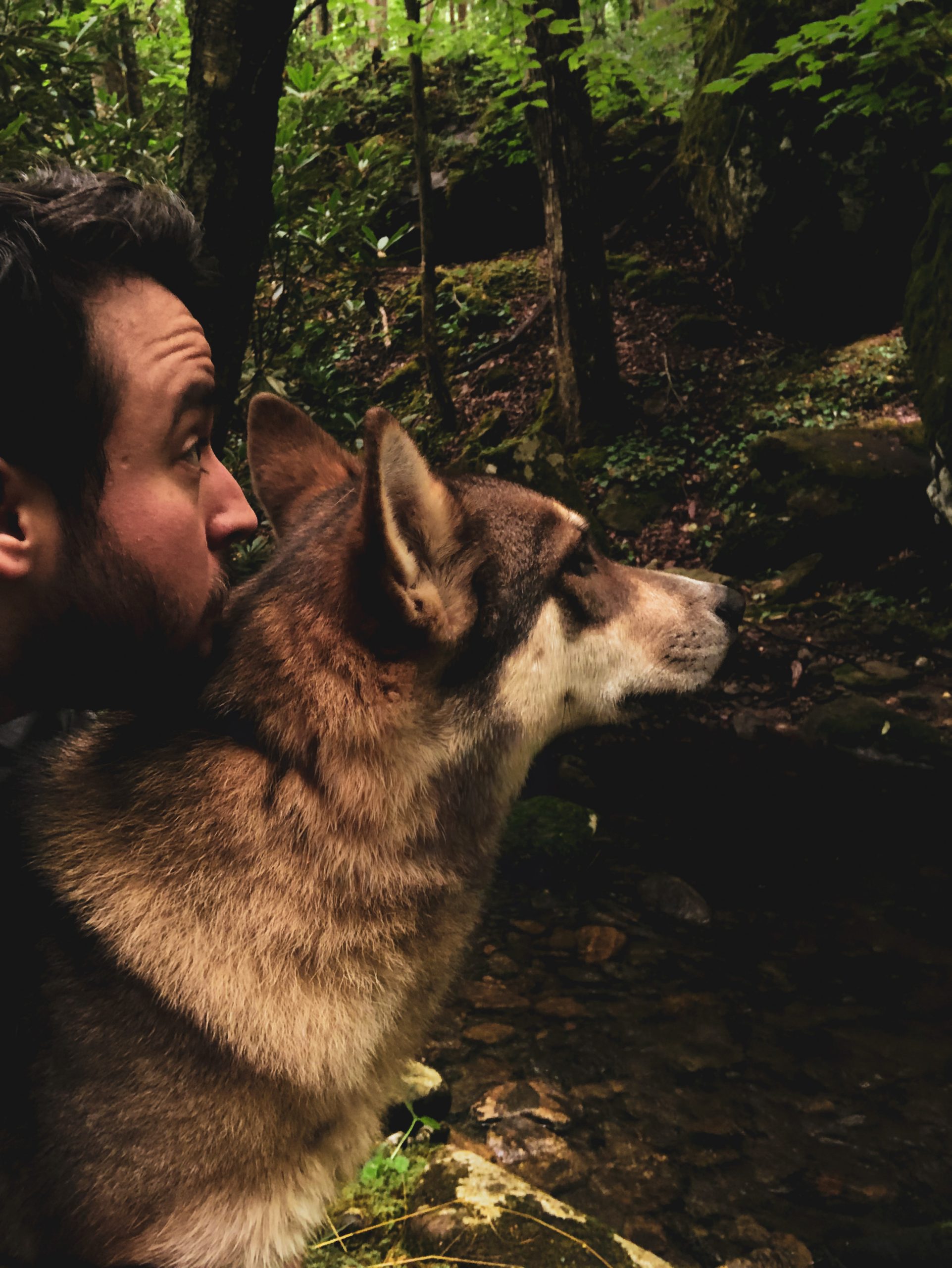 Dog and handler working within The Canine Nexus training system