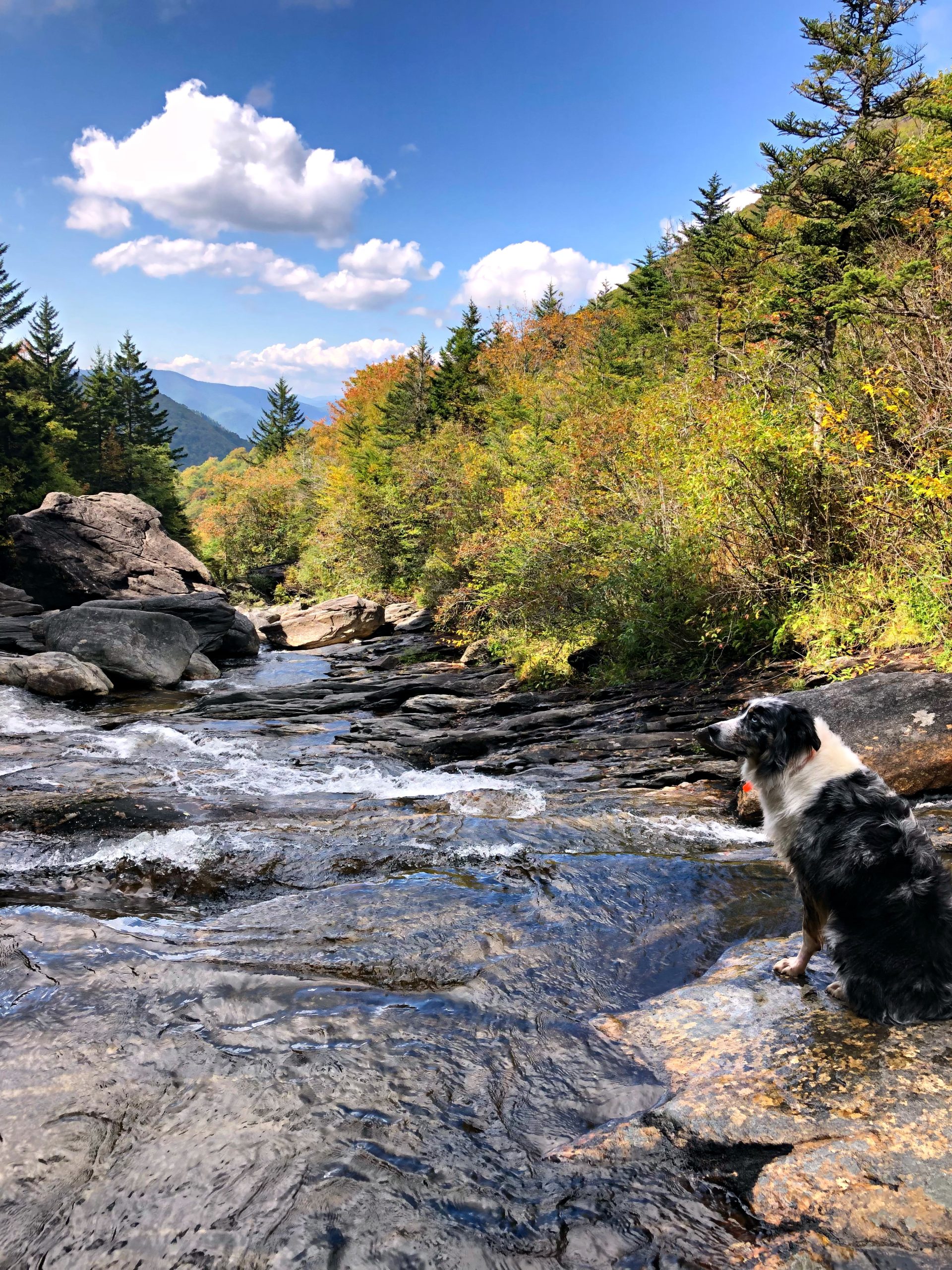Off-leash dog training session in Western North Carolina