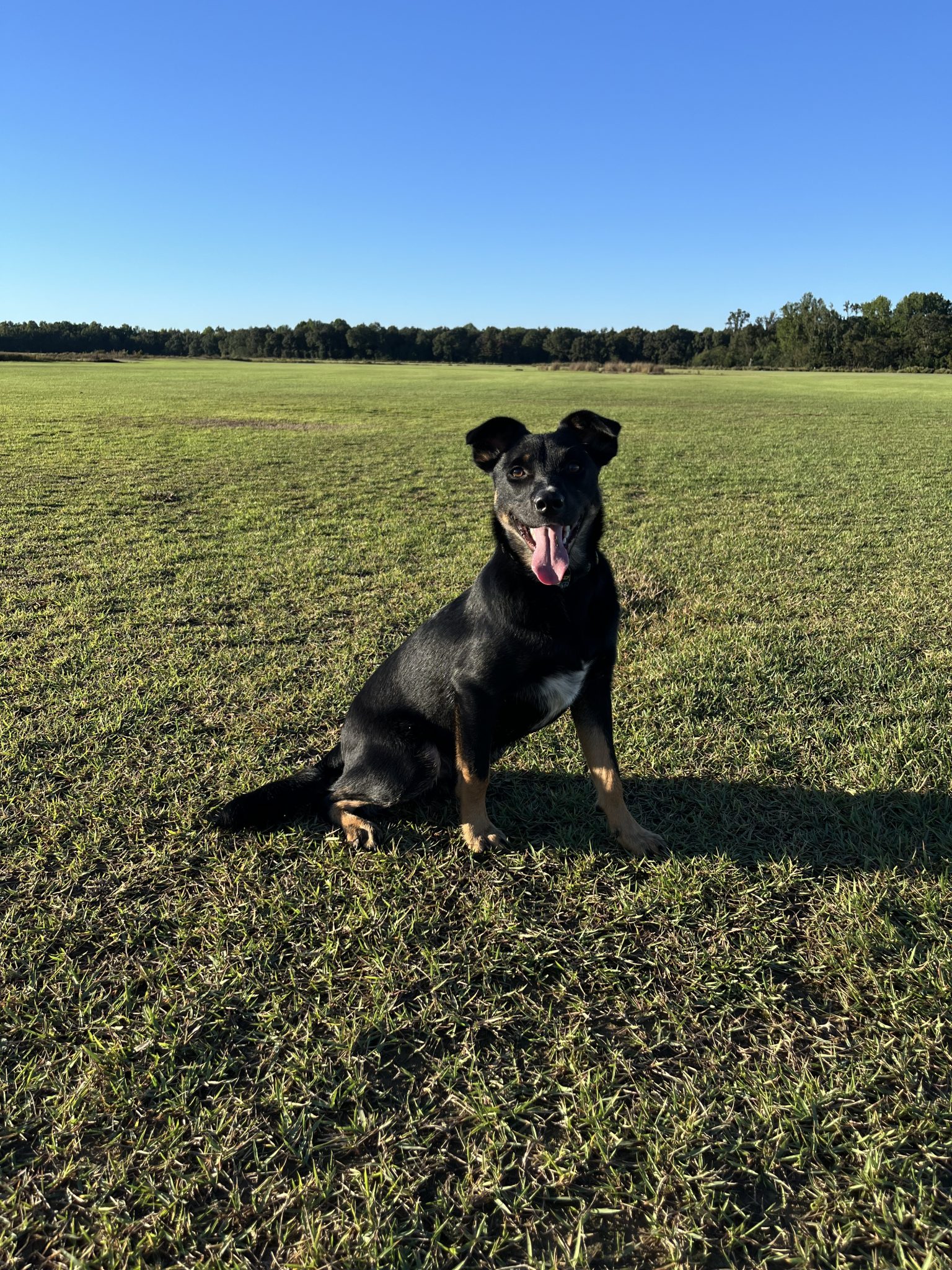 Dog engaging in natural, fulfilling activity during training