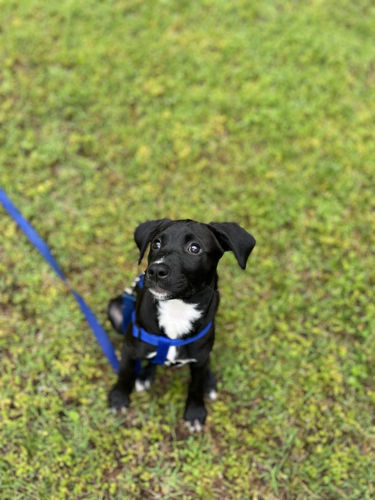 Waynesville NC puppy training