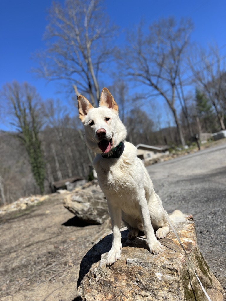 Clive dog for adoption in Asheville NC