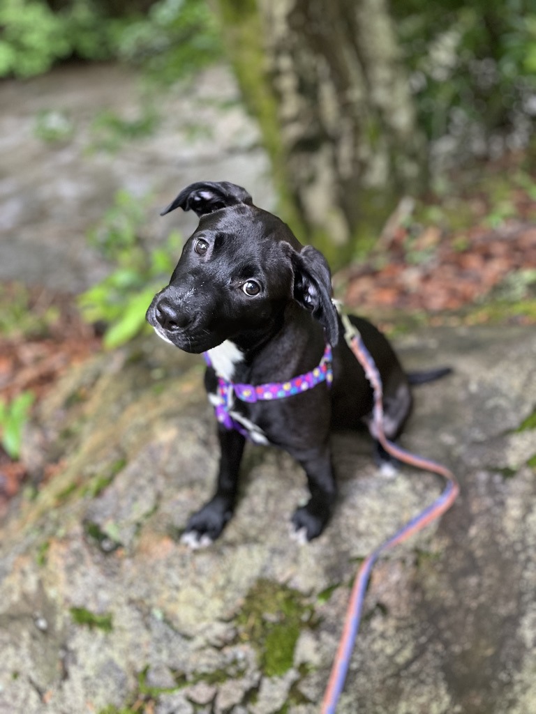 Board and Train Dog Training Asheville and Waynesville NC