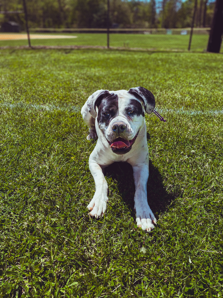 Board and Train dog training in Asheville and Waynesville North Carolina