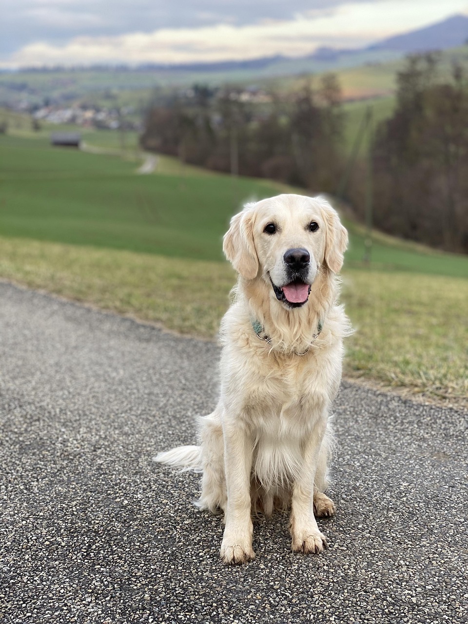 Hybrid dog training in Sylva NC