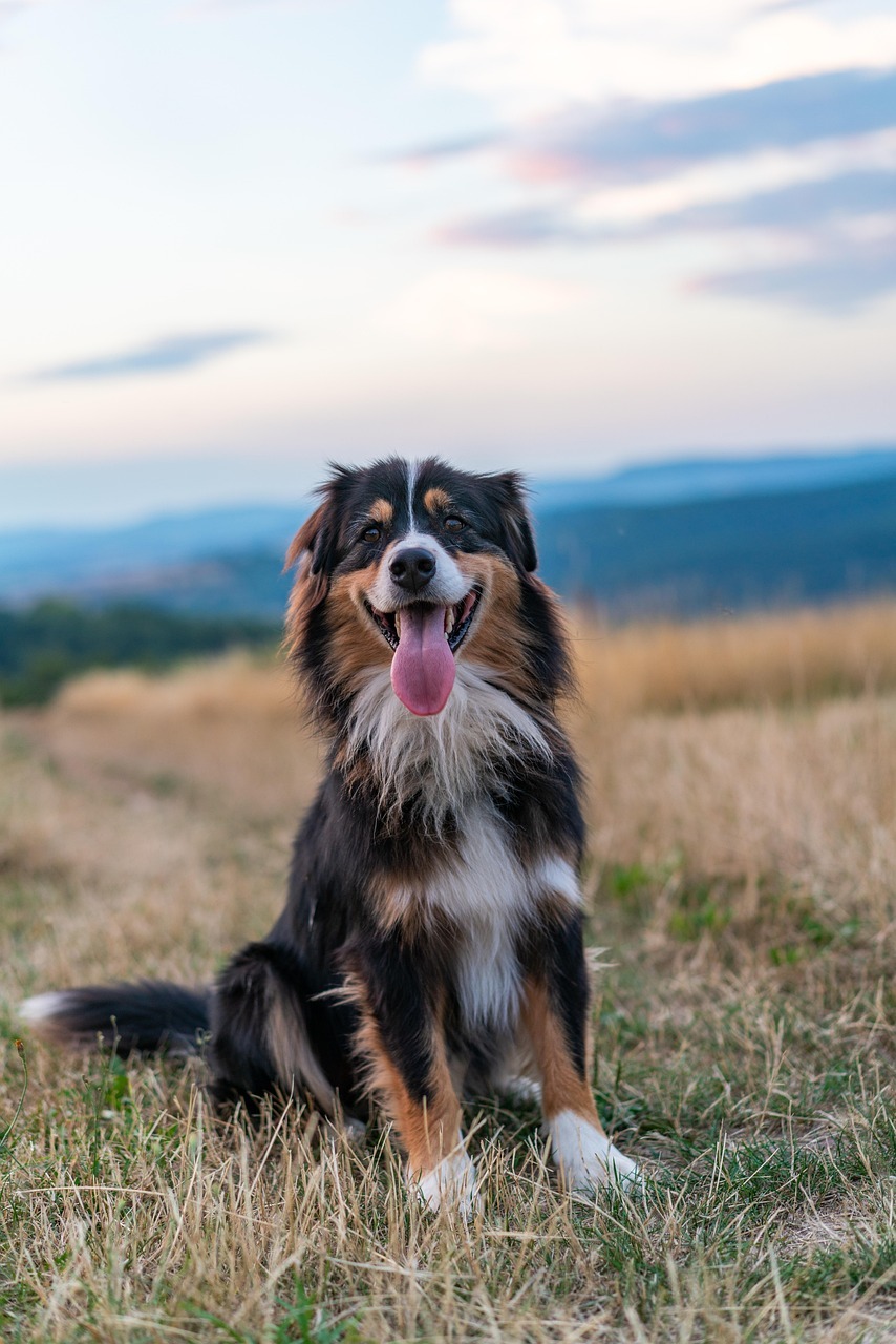 Board and train dog training with The Canine Nexus