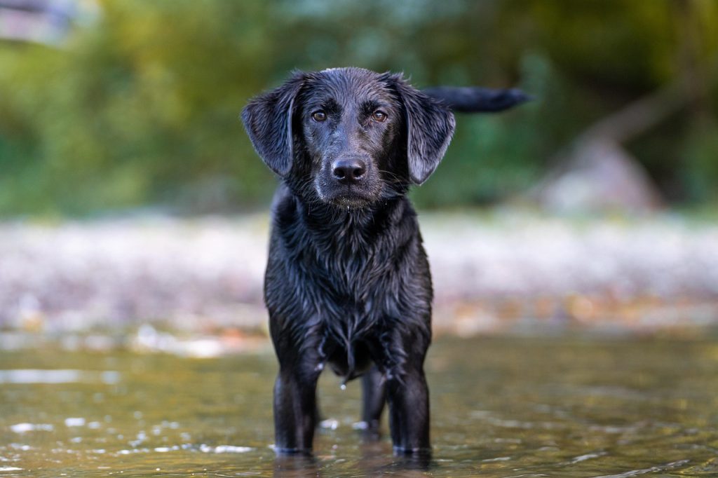 puppy socialization and training