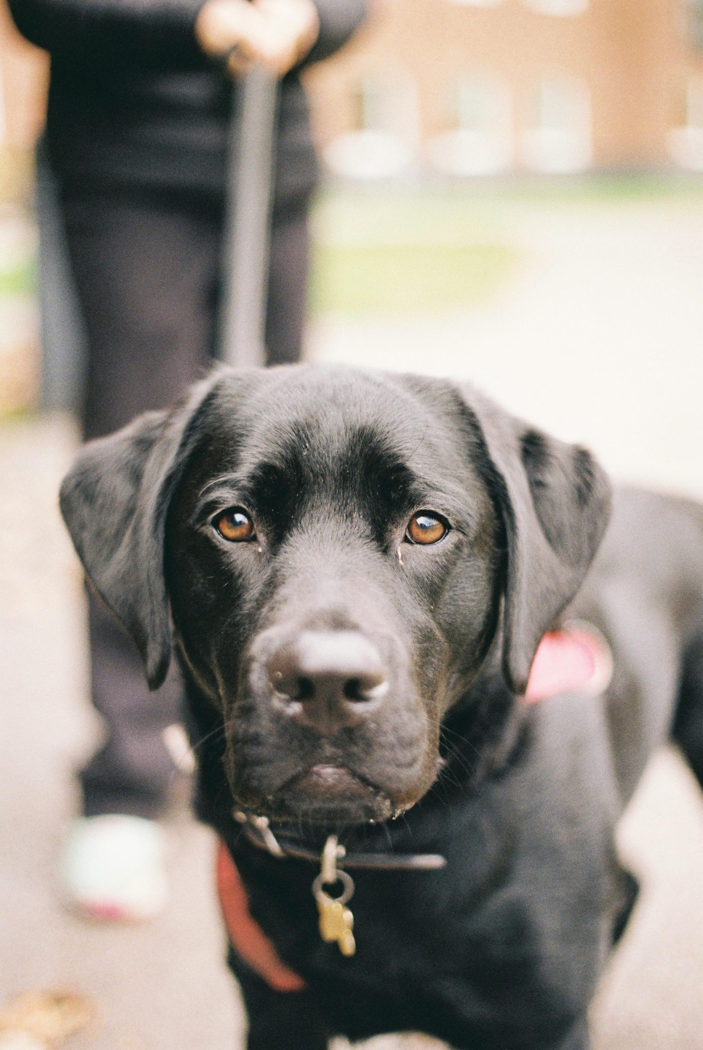 Dogs trained by professionals for adoption