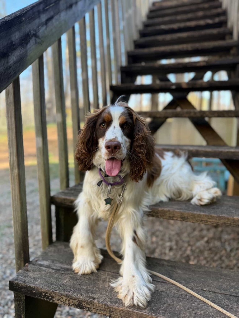 Buddy dog for adoption in Waynesville NC