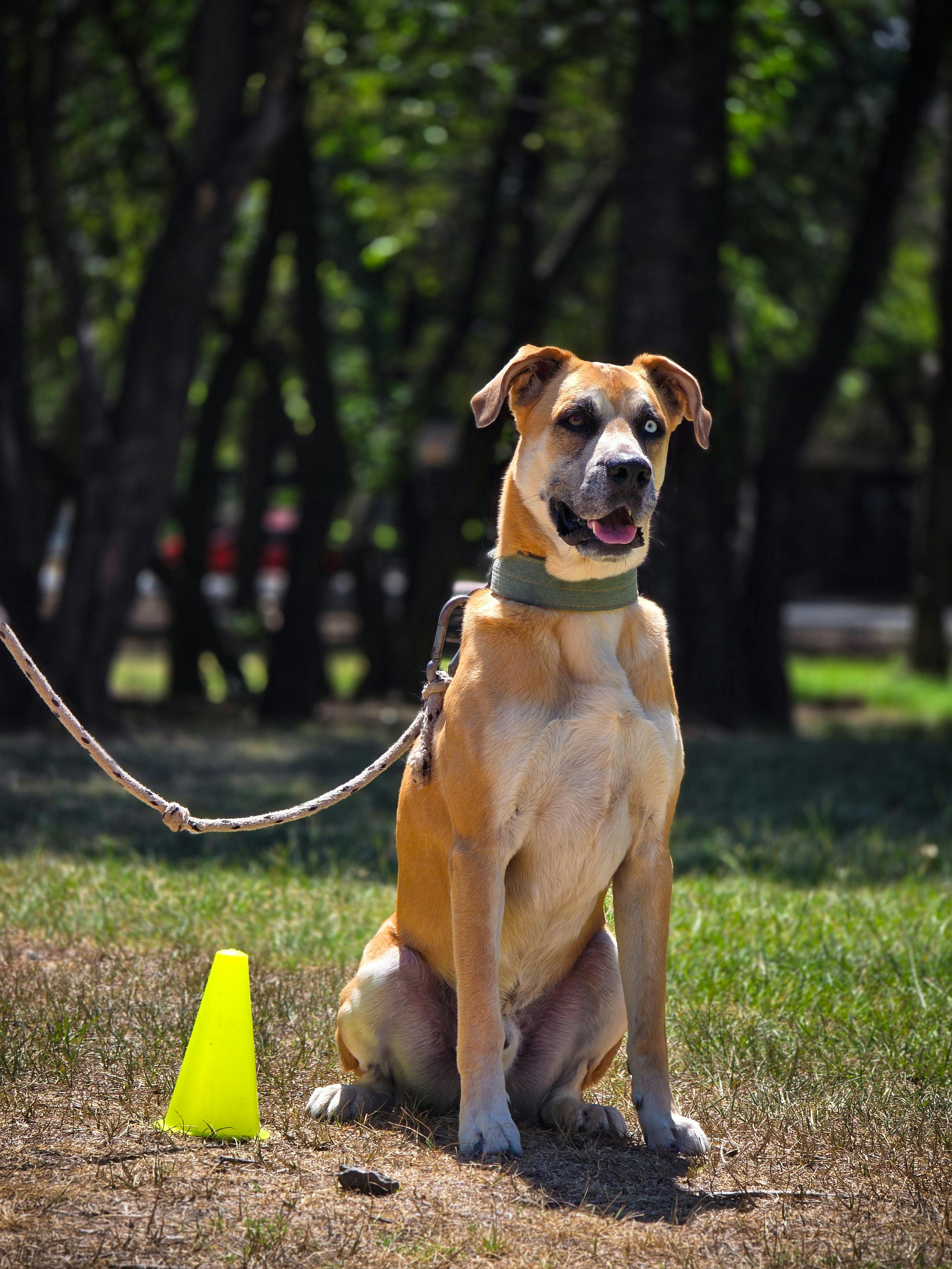 Private Dog Training Franklin and Cullowhee NC