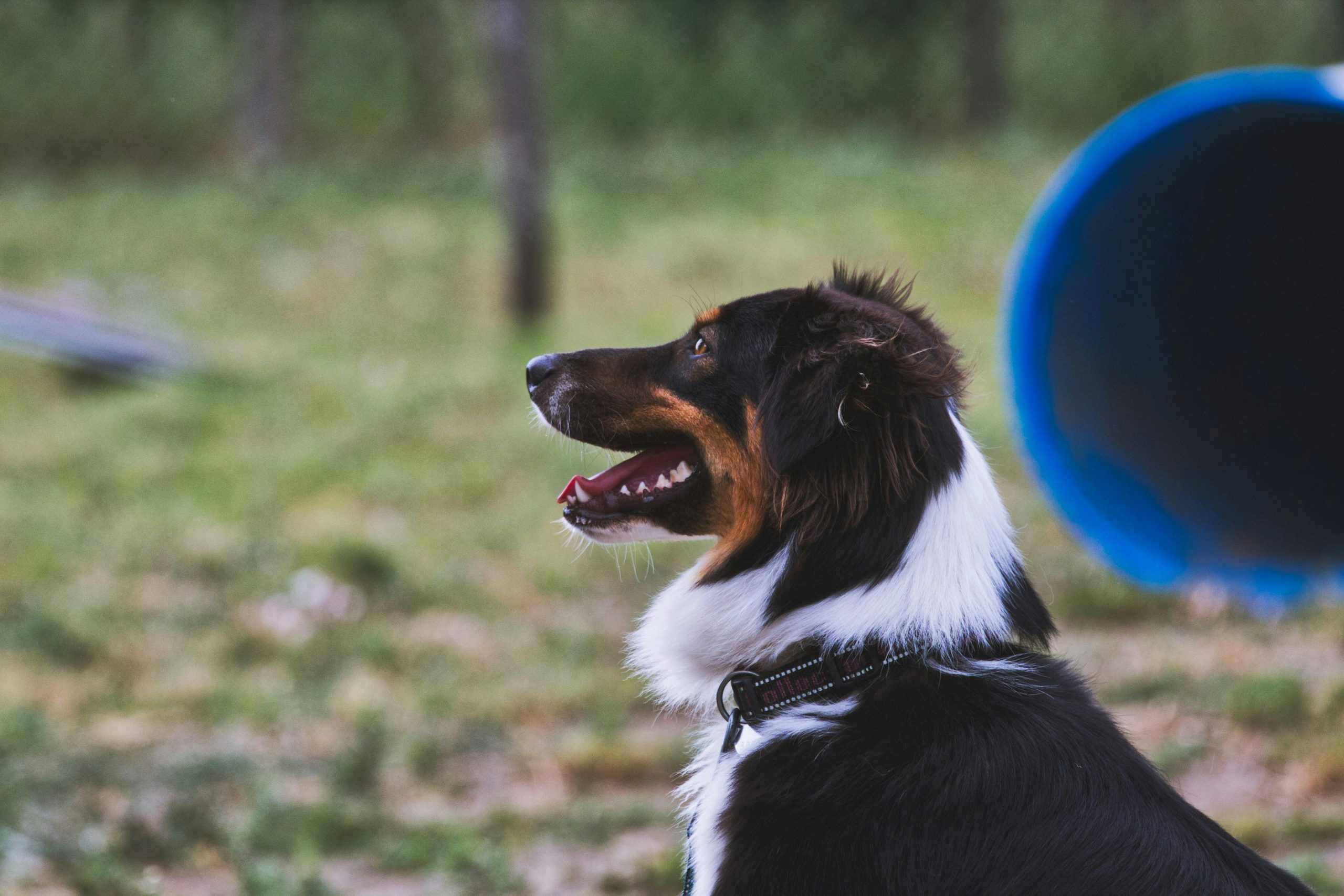 Private dog lessons in Sylva NC