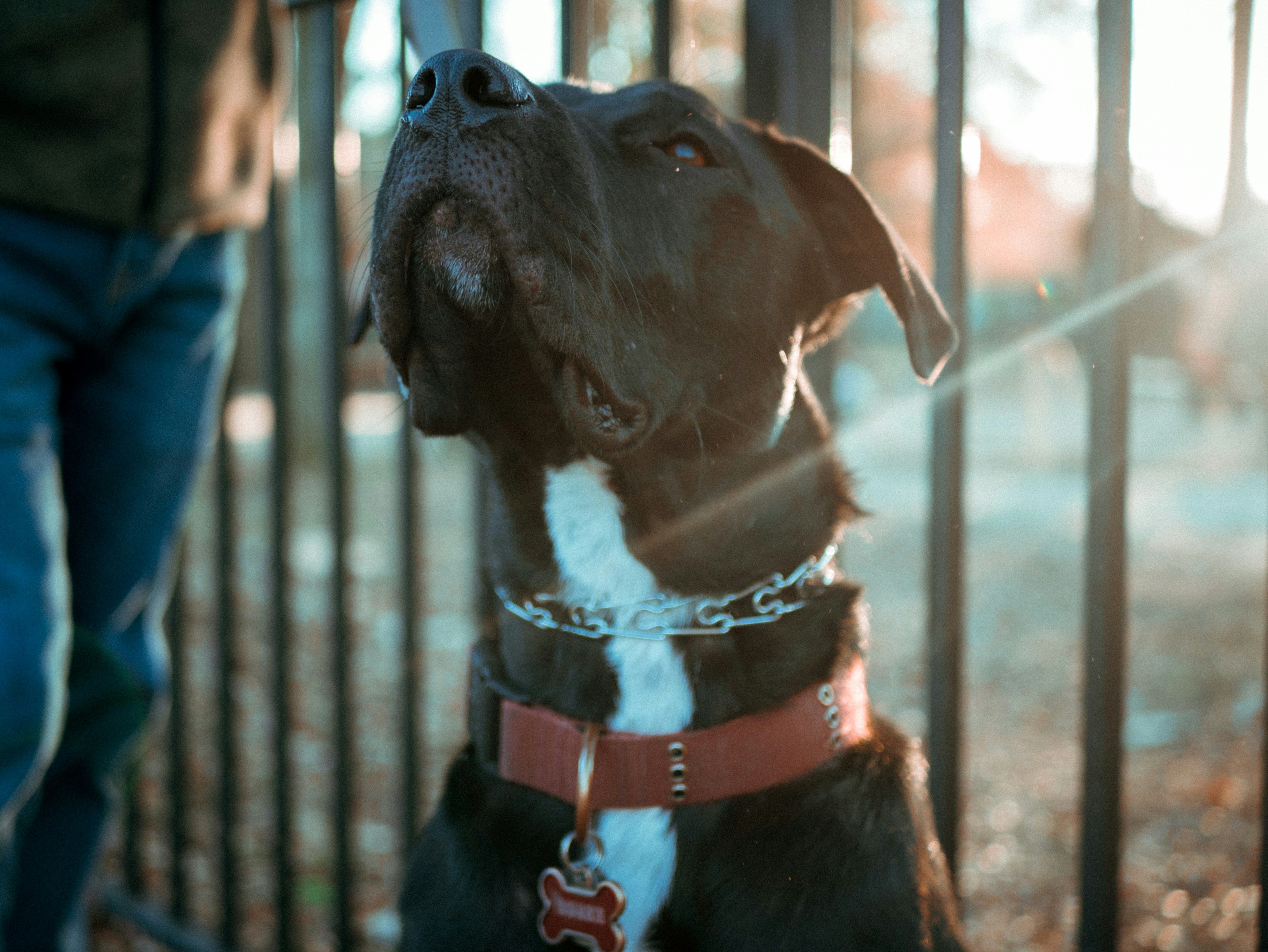 Hybrid Dog Training Cullowhee NC