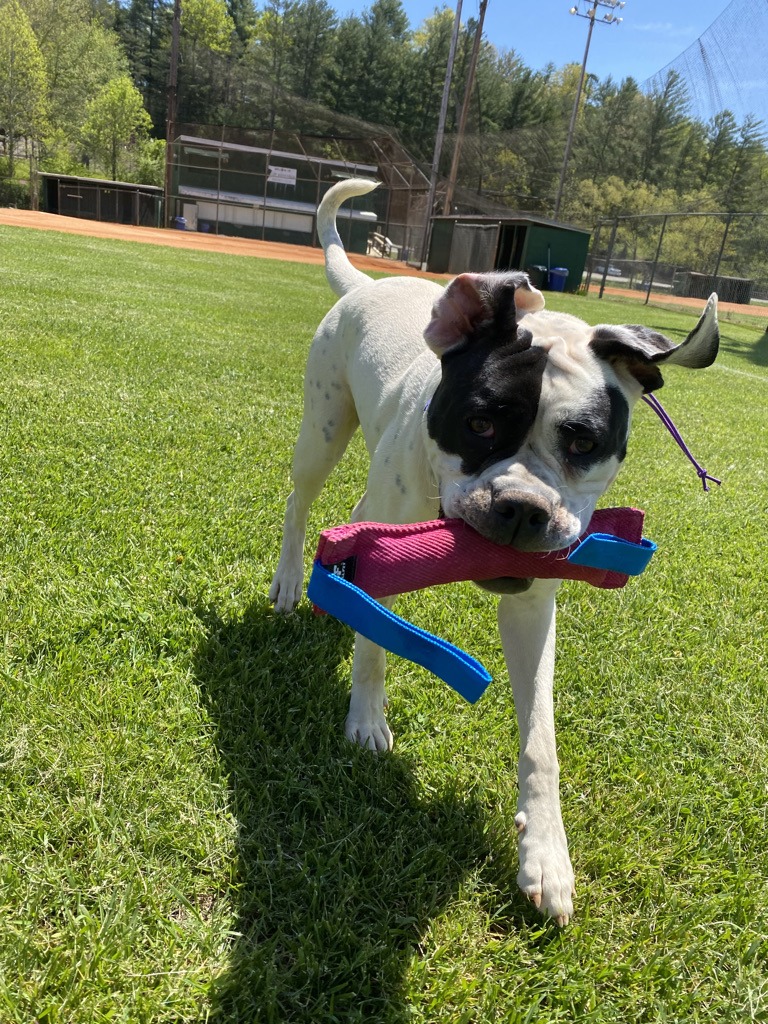 Dog training outdoors in Western North Carolina