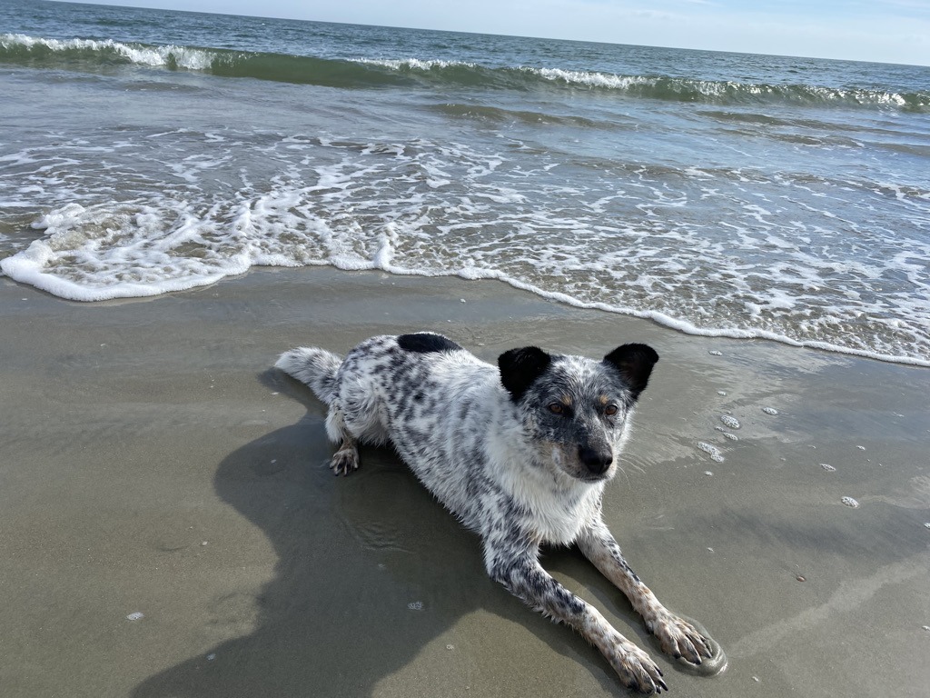 Dog training focused on calm, confidence, and connection