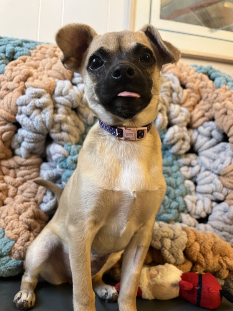 Dog receiving thoughtful preparation for adoption