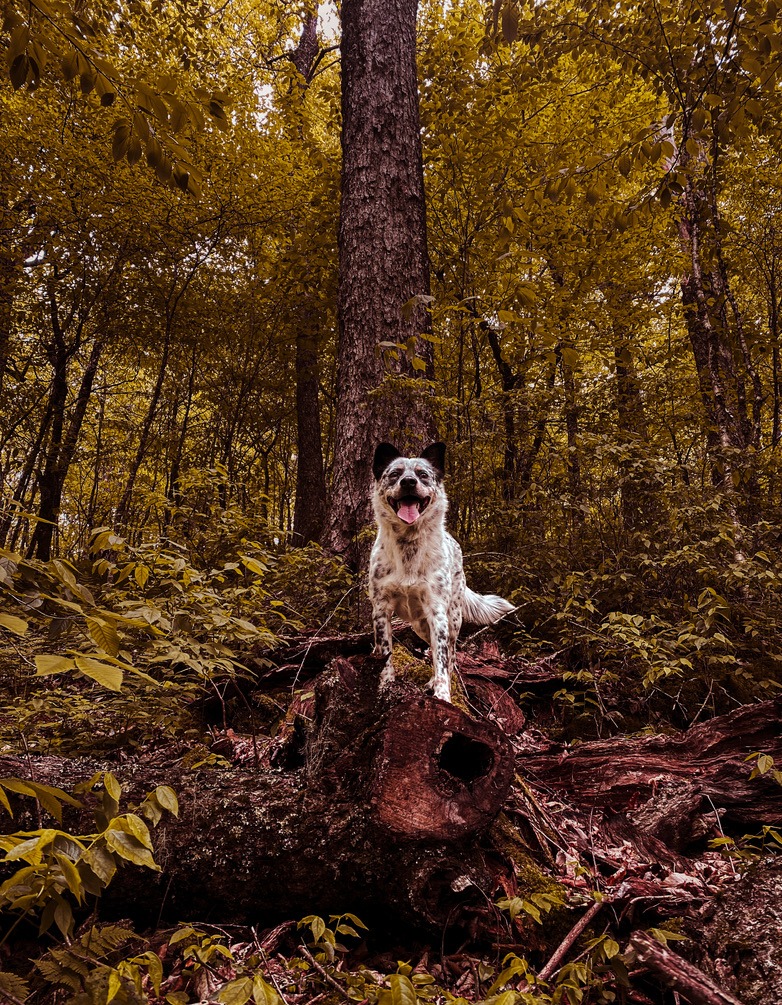 Dog trainer working with a dog during an evaluation