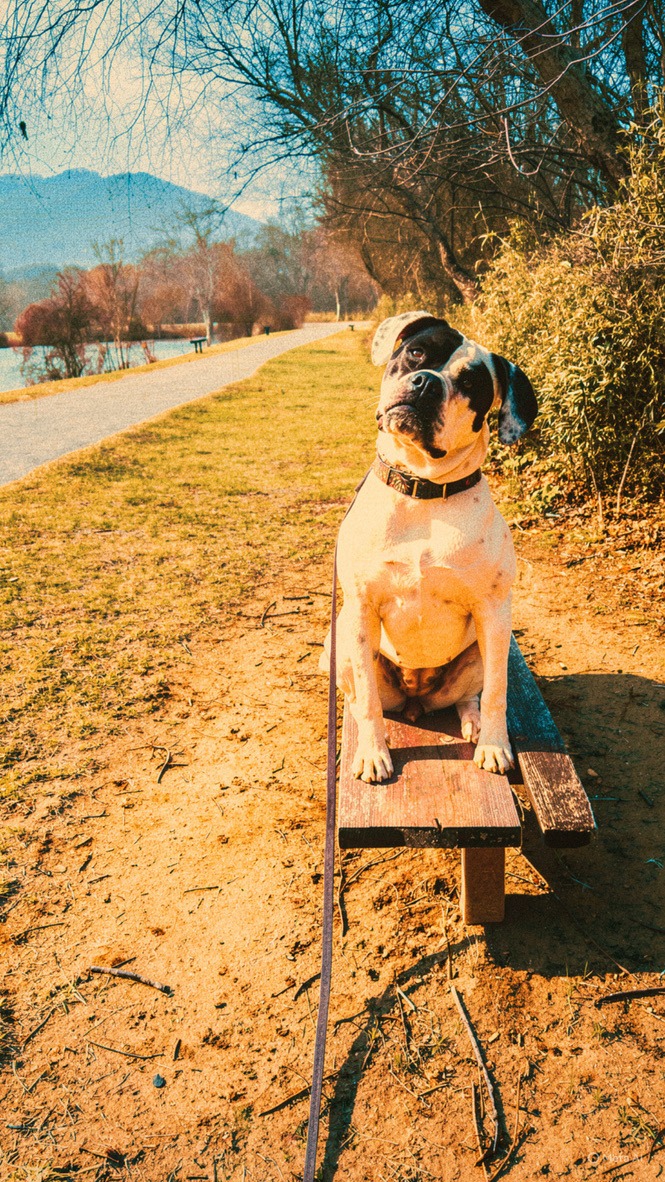 Dog training in an outdoor Western North Carolina environment