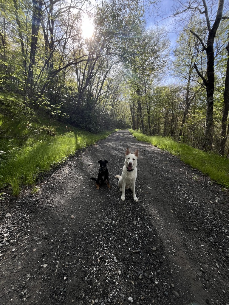 Dog participating in structured trainer-led socialization training