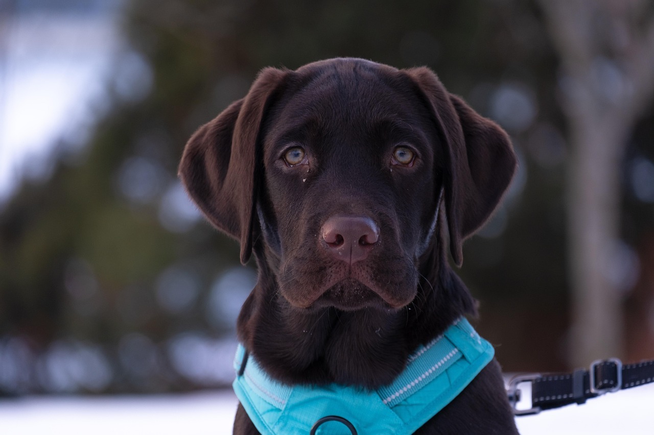 Puppy Head Start and foundational dog training