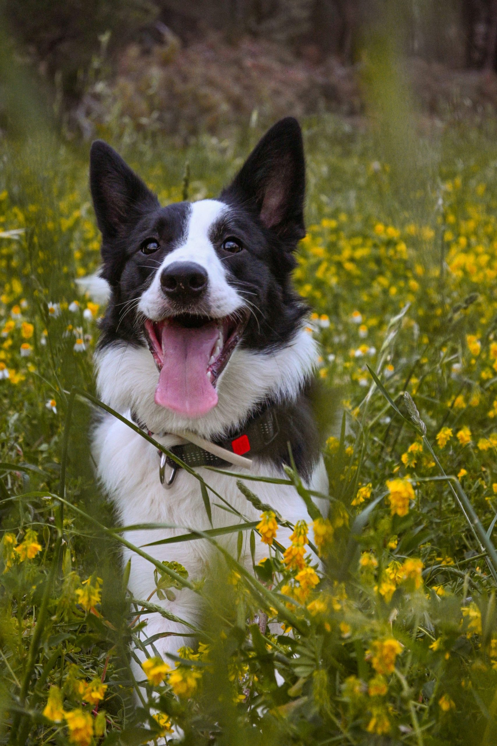Adolescent dog participating in trainer-led hybrid training